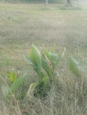 Canna Lily rhizomes Mixed Color Fall Plant. Red, Orange Or Yellow Flowers 5pk - Image 1 of 3