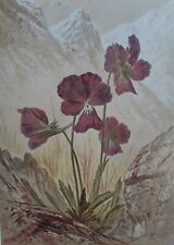1869 PRINT THE PANSY - FLOWERS FROM THE UPPER ALPS ELIJAH WALTON ALPINE