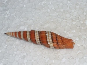 VEXILLUM CITRINUM SPECIAL RECURVED - Picture 1 of 2