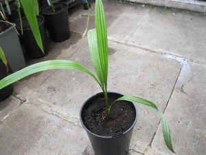 Kanarische Dattelpalme - Phoenix Canariensis - Bild 1 von 1