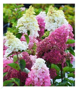 Freiland-Hortensie "Fraise Melba®", 1 Pflanze Hydrangea winterhart - Bild 1 von 7