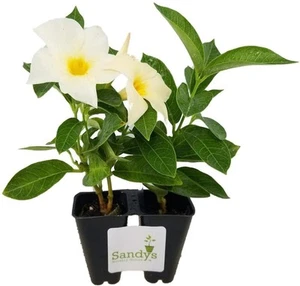Mandevilla Sun Parasol® Apricot Starter Plant, Lot of 2 - Picture 1 of 8
