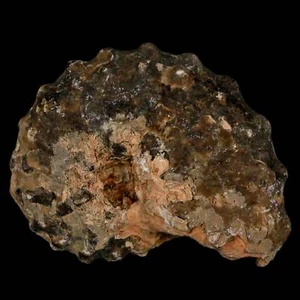 2.7" Mammites Nodosoides Amonita Fósil Shell Edad Cretácica Superior Marruecos - Imagen 1 de 8