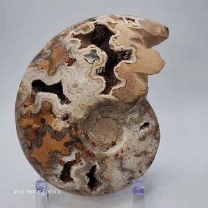 Amazing Polished Ammonite with Crystal Cavities - Picture 1 of 9