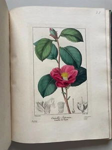 BESSA ATLAS FLORE des JARDINIERS AMATEURS 1836 - 391 PLANCHES Coloriées main - Picture 1 of 24