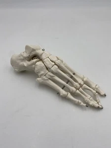 3B Scientific Anatomical Model - A30 - Human Foot Skeleton, Wire Mounted - Right - Picture 1 of 3