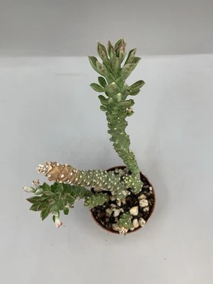 Eupho Monadenium stapelioides Pot 7,5 Cm H 18 Cm Su Proprie Radici  Succulenta - Immagine 1 di 4