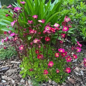 SAXIFRAGIA PURPLE ROBE 50+seeds Rockery Fairy Garden Ground Cover * FREE POST - Picture 1 of 12