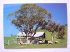 1985 Postcard Grazing Sheep Rural Scene Orana Region N.S.W. 132