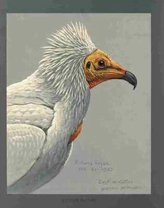 A4 Photo Fuertes Louis Agassiz Egyptian Vulture Print Poster - Picture 1 of 1