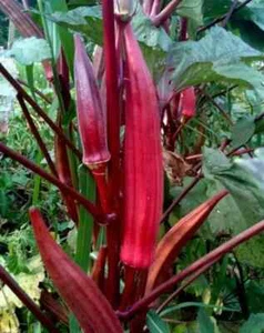NON-GMO Red Burgundy Okra seeds Heirloom Open Pollinated Delicious - Picture 1 of 12