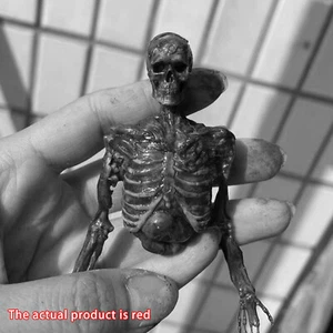 Menschliches Skelett Halbkörper Fleisch Blut Skelett Modell Zubehör im Maßstab 1:6 - Bild 1 von 19