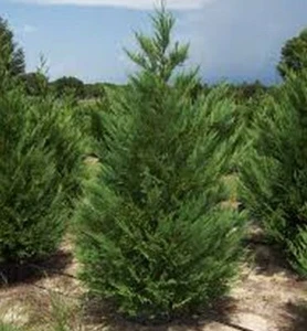 Leyland Cypress Tree - Live Plant - 24" Tall, Gallon Pot - Cupressus × leylandii - Picture 1 of 9