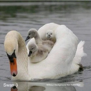 LARGE-SIZED CAR DECALS - SWAN - 3 CHOICES - Picture 1 of 7