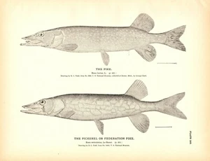 Rare 1884 Antique Fish Print Engraving ~ Pike Pickerel Muskellunge Lot of 2 - Picture 1 of 2