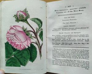 Curtis Botanical Magazine Botany Plants 83 Colored Plates - 1836 - Picture 1 of 12