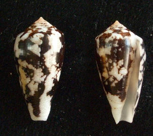 seashell Conus fischoederi EXCEPCIONAL 27 mm F++ - Imagen 1 de 1