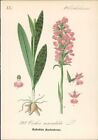 Chromolithographie : Geflecktes Knabenkraut. Orchis maculata L. Orchidaceae. Syn