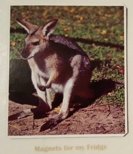 BABY KANGAROO (JOEY) FRIDGE MAGNET - M353 F - Picture 1 of 1