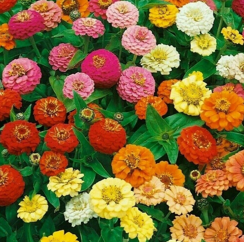 THUMBELINA ZINNIA FLOWER SEEDS 100+ GARDEN bees BIRDS ANNUAL Free Shipping — 第 1/1 张图片