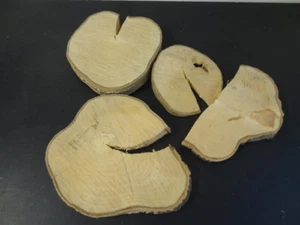 Fette di pioppo, dischi per alberi, tornitura legno, bricolage, floristica, cartone 4,2 kg - Foto 1 di 2