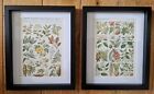 Antique Wild Flowers Pictures Natural History  Book Print Lithographs Medicine