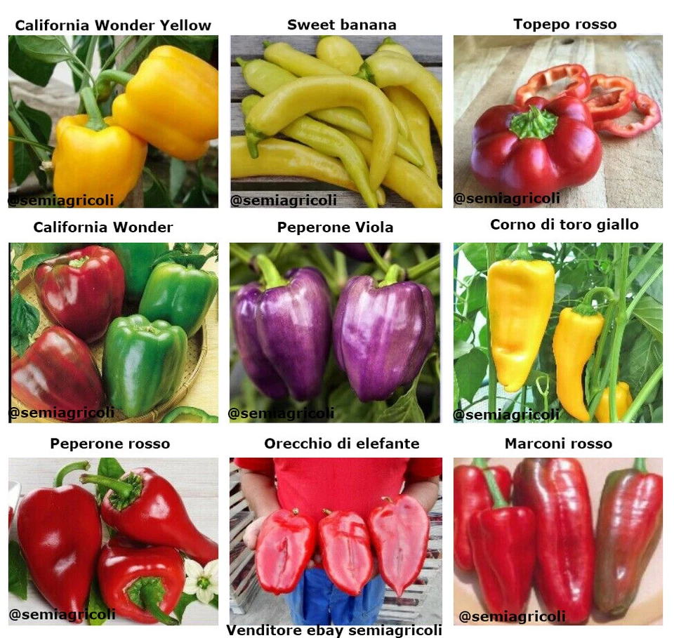 180 semi di PEPERONE in MIX IN 9 VARIETA' + OMAGGIO - Immagine 1 di 1