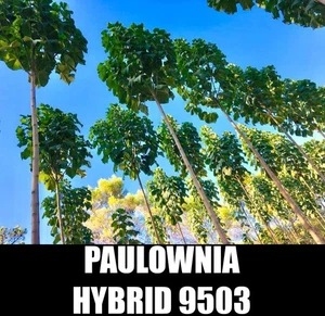 10 à 100 000 Graines de Paulownia 9503 Hybride - Paulownia Hybrid Seeds - - Picture 1 of 2