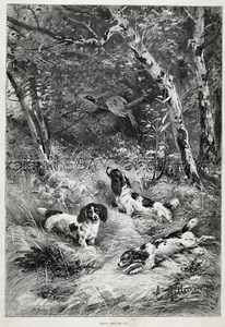 Trío Cocker Spaniel Perro Cazando un Faisán, Estampado Antiguo Grande Años 1880 - Imagen 1 de 4