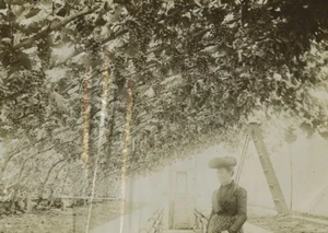 Iles Anglo Normande Jersey une serre de raisins vigne Ancienne Photo 1900 - Imagen 1 de 3