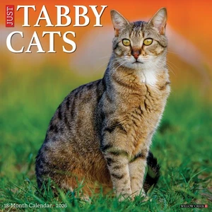 Willow Creek Tabby Cats 2026 12" x 12" Wall Calendar w - Picture 1 of 2
