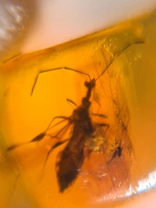 einzigartige unbekannte Fliegenwanze Burmite Myanmar burmesischer Bernstein Insekt Fossil Dinosaurierzeitalter - Bild 1 von 6