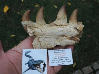 4 schöne Zähne mit einem Stück Kiefer vom Mosasaurus beaugei aus Marokko - Bild 1 von 4