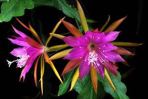 Epiphyllum Epicactushybride, Blattcactus Steckling  ‘Jalisco Cowi’