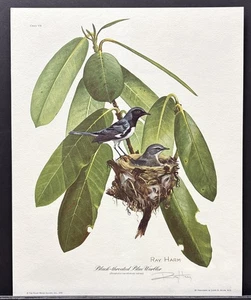 Ray Harm Limited Edition Hand Signed Print "Black-throated Blue Warbler" - Bild 1 von 1
