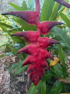Heliconia mariae x pogonantha 'Bushmaster live rhizome Tropical - Picture 1 of 1