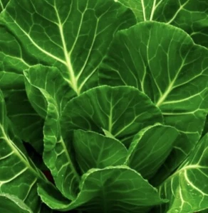 2,000+ Champion Collard Greens Seeds | Non-GMO |  Vegetable Seeds USA - Picture 1 of 1