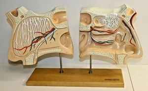 Nariz / órganos olfativos - Modelo modelo nariz modelo corte nariz anatomía 2 piezas - Imagen 1 de 7