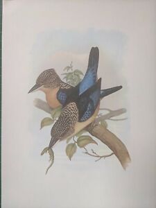 1969 Oiseau Imprimé - Aru Géant Kingfisher - John Gould