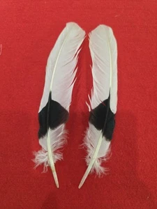 Z26 Pr weiße gehobene Nashornvogel Flügelfeder - Bild 1 von 2