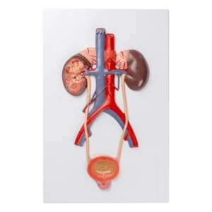 Urinary system, bladder, ureter, urethra and kidney anatomy model, male - Picture 1 of 7