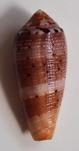 Sea shell Conus circumcisus 53mm, gem, amazing nice corded body, superb perfect - Picture 1 of 6