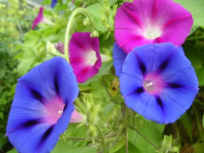 SEEDVILLE USA 50 Mixed Colors MORNING GLORY Ipomoea Purpurea Vine Flower Seeds