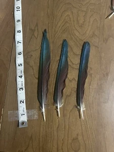 3 Severe Macaw Chestnut Fronted Macaw 6-8” Flight Feathers Blue Green Red - Picture 1 of 2
