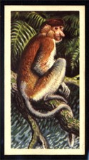 Brooke Bond Asian Wild Life (1962) Proboscis Monkey No. 4