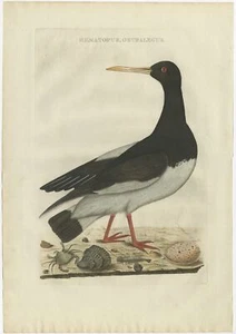 Antique Bird Print of the Eurasian Oystercatcher by Sepp and Nozeman (1770) - Afbeelding 1 van 1