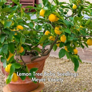 Lemon Meyer Trees Live Starter Plants, Meyer Seedling, Rooted, Grown from Seed - Picture 1 of 13