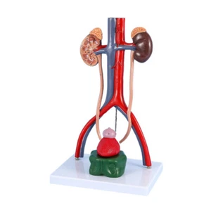 Human kidney model Arteriovenous model Urinary system model  - Picture 1 of 6