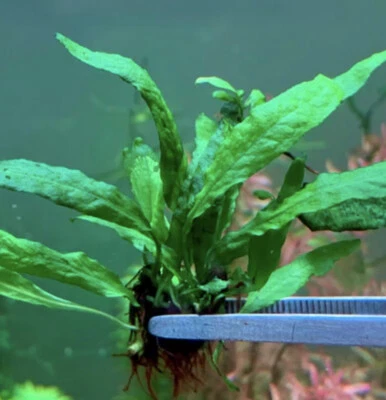 Rare Mini Philippine Java Fern, Aquarium, Fish Tank Plant. - image 1 of 4