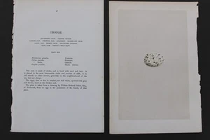 Uccellini, nidi, uova, F.O.Morris, 1875 - Foto 1 di 3